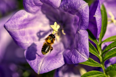 Close-up of bee pollinating on purple flower