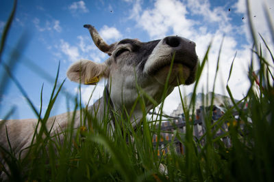 Low angle view of giraffe on field against sky