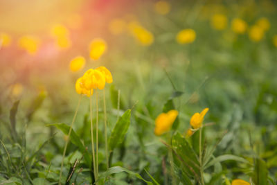 Close-up of yellow flowers blooming in field