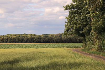 Scenic view of field against sky