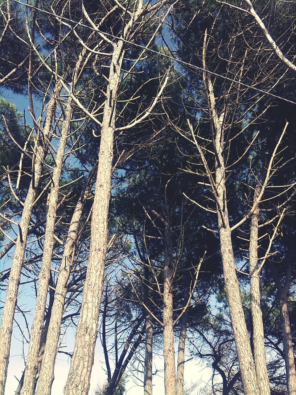 bare tree, tree, branch, low angle view, winter, cold temperature, full frame, backgrounds, tranquility, snow, nature, beauty in nature, tree trunk, growth, night, outdoors, sky, season, scenics, no people