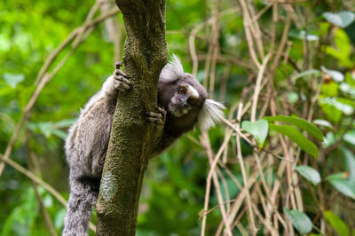 Monkey in a forest