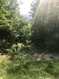 Trees in forest