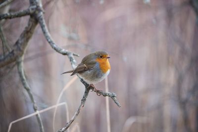 Close-up of bird perching on branch