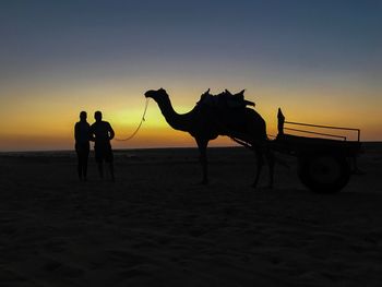 Silhouette people with camel at desert against sky during sunset