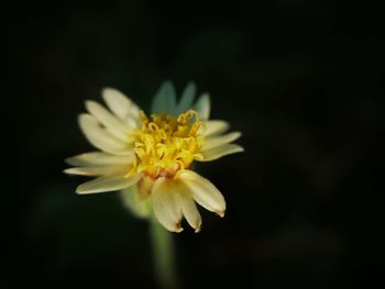 Close-up of yellow flower blooming against black background