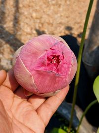 Close-up of hand holding pink rose