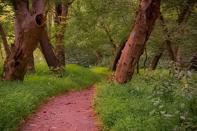 Footpath amidst trees