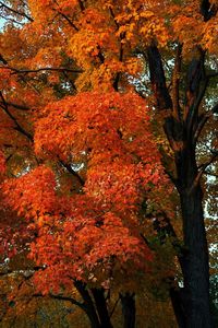 Close-up of maple tree during autumn