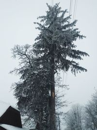 Low angle view of tree against sky during winter