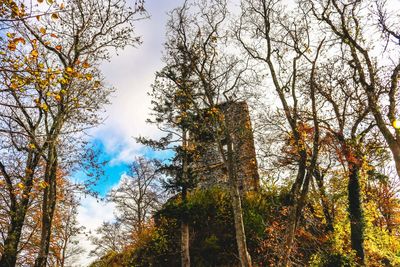 Low angle view of trees in forest against sky