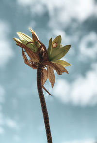 Close-up of wilted flower against sky