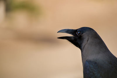 Close-up of a bird