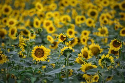 Sunflowers field