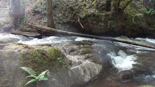 Scenic view of waterfall in forest