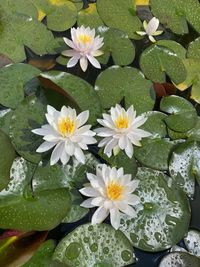 High angle view of water lily flowers