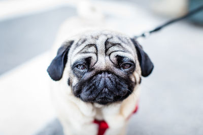 Close-up portrait of pug