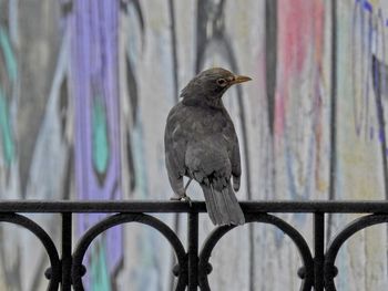 Close-up of bird perching on railing