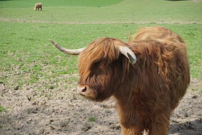 Cow in a field