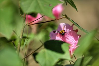 Close-up of insect on pink flowering plant