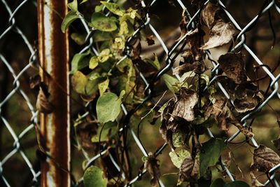 Close-up of green leaves on chainlink fence
