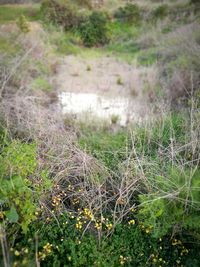 Close-up of fresh green plants in field