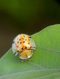 Close-up of ladybug on leaf