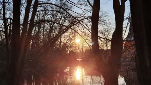 Sunlight streaming through trees in forest during sunset