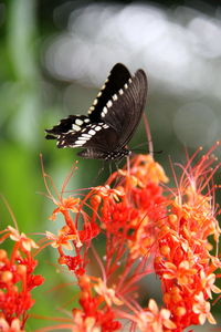 Close-up of butterfly pollinating on flower