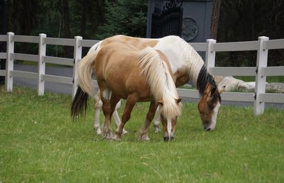 Horses grazing in field