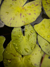 Close-up of raindrops on leaves