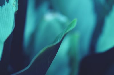 Close-up of green leaf