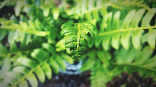 Close-up of fern leaves