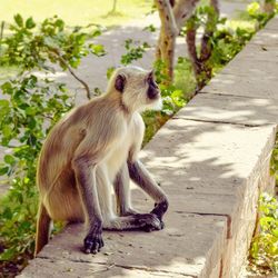 High angle view of monkey