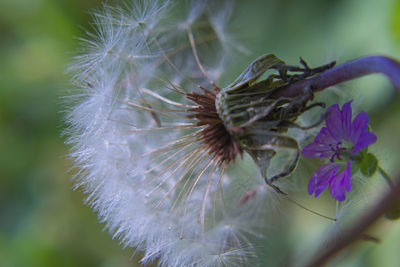 Close-up of dandelion flower