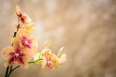 Close-up of pink orchid