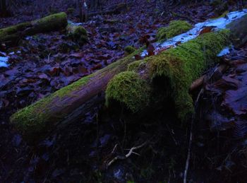 Moss growing on rocks in forest