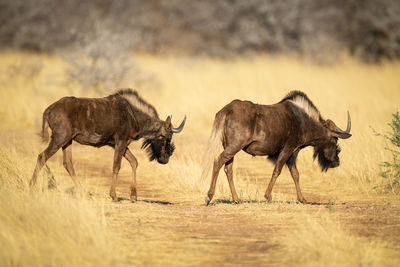 Two black wildebeest cross grassy track together