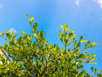 Low angle view of plants against blue sky