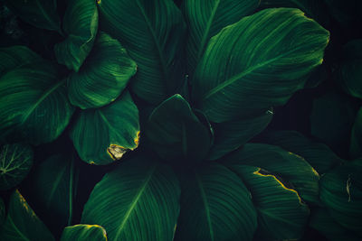 Close-up of green leaves