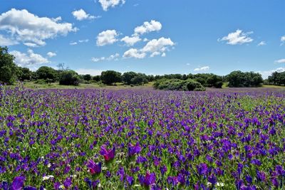 Purple flowering plants on field against sky