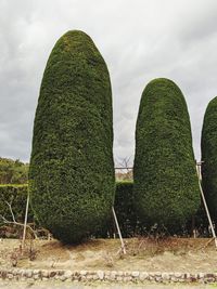 Plants growing on field against sky