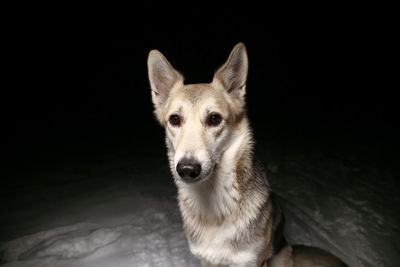 Portrait of dog against black background