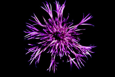 Close-up of purple flower blooming at night