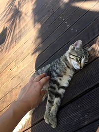 Midsection of cat on hand by kitten