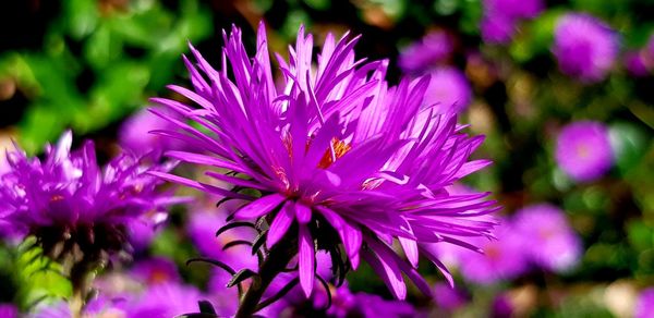 Close-up of pink flowering plant