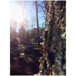 tree