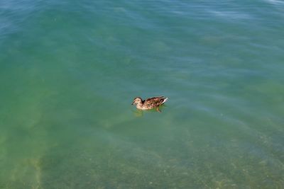 High angle view of bird swimming in lake