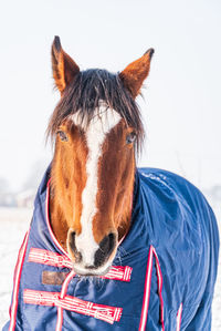 A portrait of horse dressed in a blue rug a covering that protects the horse from the cold in winter