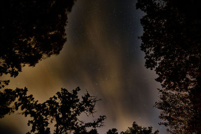 Low angle view of silhouette trees against sky at night